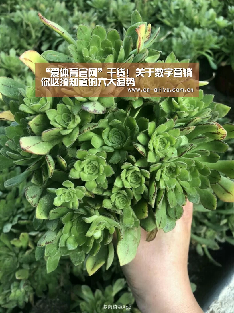 “爱体育官网”干货! 关于数字营销你必须知道的六大趋势(图3) 爱体育官网